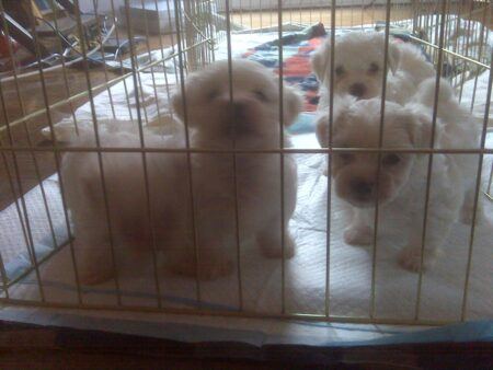 Four white puppies in a metal playpen