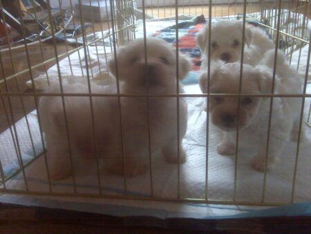 Quatre chiots blancs dans un parc en métal