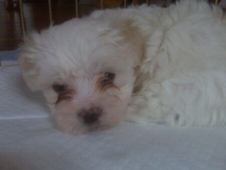 White puppy laying on puppy pad