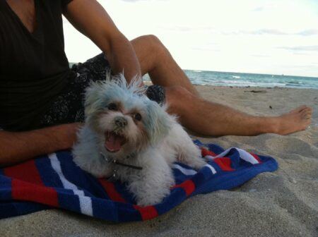 White puppy and man laying on a striped towel at a beach