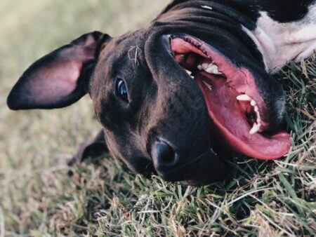 Dog laying in the grass