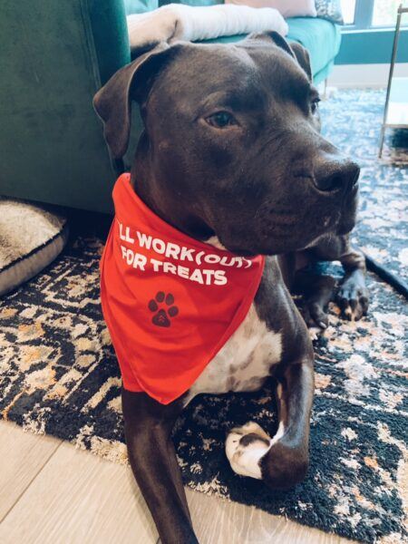 Pitbull blanco y negro con un pañuelo rojo alrededor del cuello